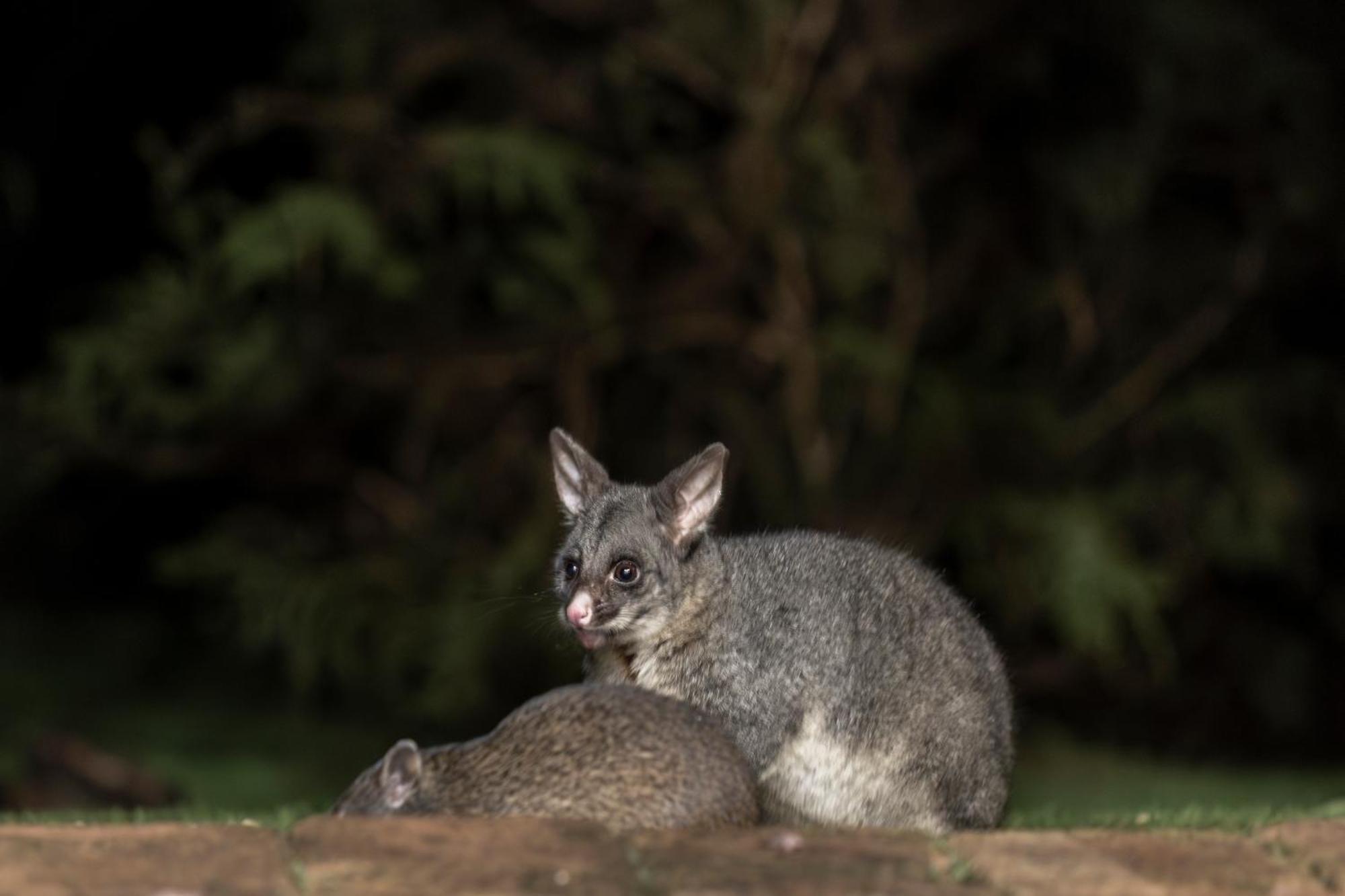 Yelverton Brook Conservation Sanctuary Metricup Extérieur photo